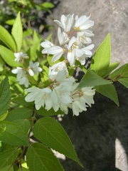 Deutzia gracilis