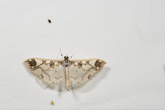 Polythlipta divaricata