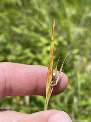 Scleria oligantha