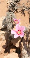 Monsonia multifida