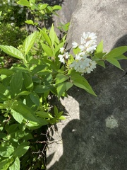 Deutzia gracilis
