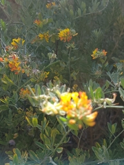 Acmispon dendroideus dendroideus