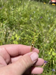 Scleria oligantha
