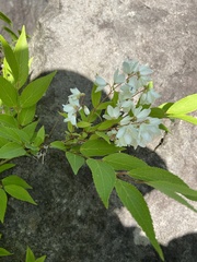 Deutzia gracilis