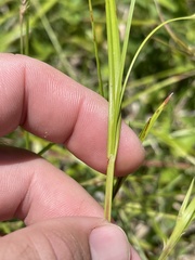 Scleria oligantha