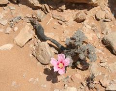 Monsonia multifida