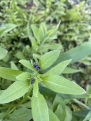 Asperugo procumbens
