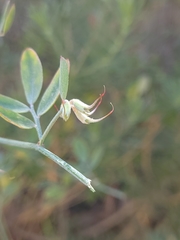 Acmispon dendroideus dendroideus