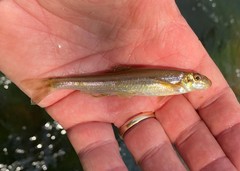 Phenacobius catostomus