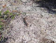 Ctenotus labillardieri