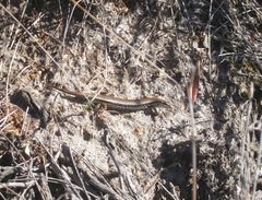 Ctenotus labillardieri