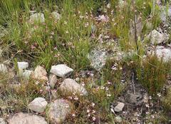 Pelargonium capillare