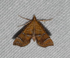 Musotima ochropteralis