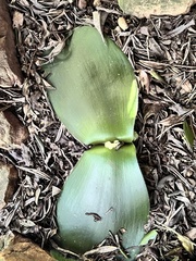 Haemanthus deformis