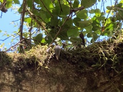 Acianthera unguicallosa