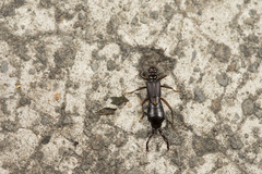 Forcipula