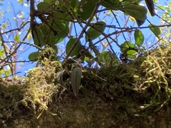 Acianthera unguicallosa