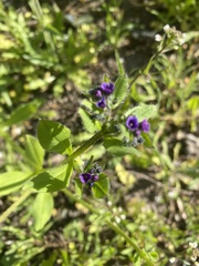 Asperugo procumbens
