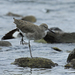 Western Willet - Photo (c) Tatiana Gettelman, some rights reserved (CC BY-NC-SA)