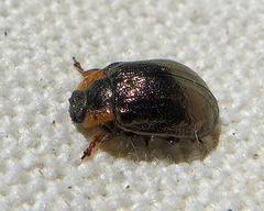 Chrysomela schaefferi