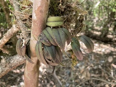 Acianthera unguicallosa