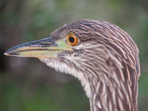 Nyctanassa violacea image