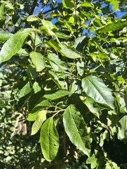 Rhamnus prinoides