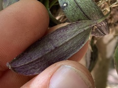 Acianthera unguicallosa