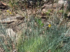 Lebeckia pauciflora