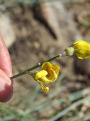 Lebeckia pauciflora