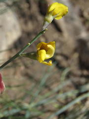 Lebeckia pauciflora