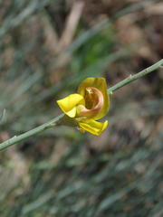 Lebeckia pauciflora