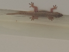 Hemidactylus platyurus