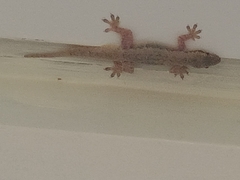 Hemidactylus platyurus