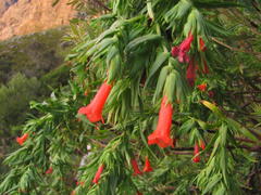 Lobostemon regulariflorus