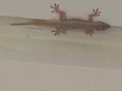 Hemidactylus platyurus