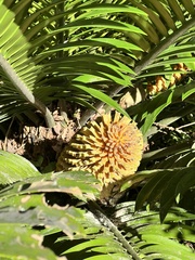 Encephalartos