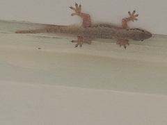 Hemidactylus platyurus