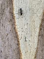 Ochetellus glaber