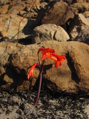 Cyrtanthus ventricosus