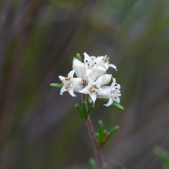 Cryptandra hispidula