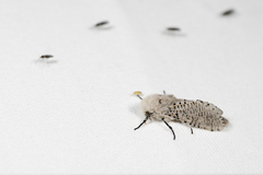 Polyphagozerra coffeae