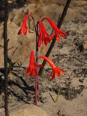 Cyrtanthus ventricosus