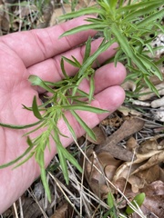 Dyschoriste linearis