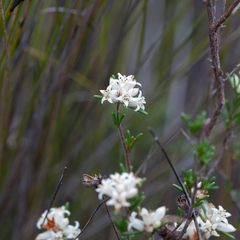 Cryptandra hispidula