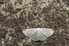 Lomographa percnosticta