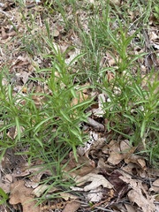 Dyschoriste linearis