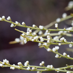 Choretrum glomeratum