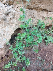 Marrubieae