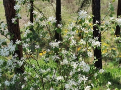 Amelanchier cusickii